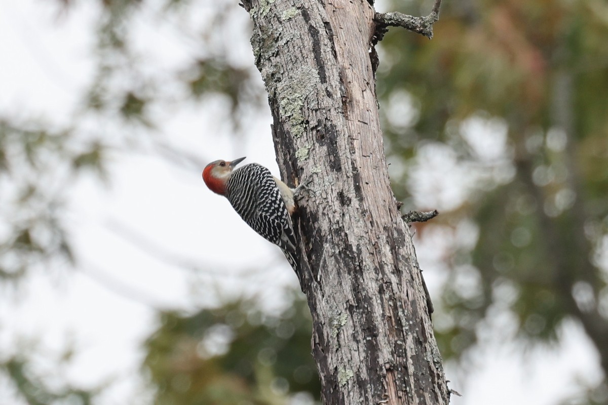 Red-bellied Woodpecker - ML643457781