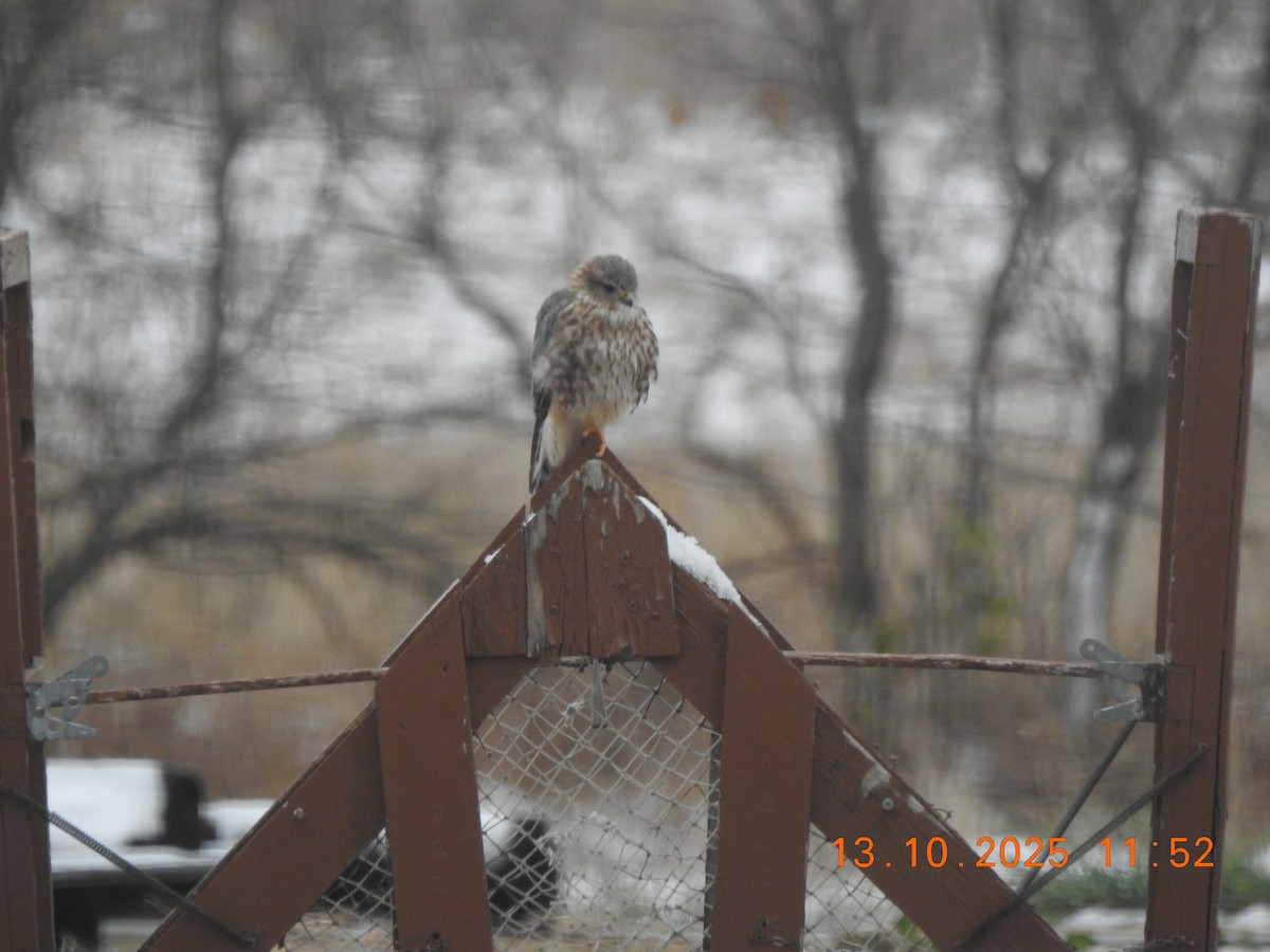 Merlin - ML643457788