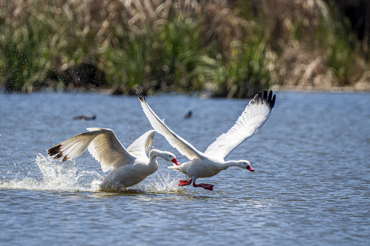 Coscoroba Swan - ML643457794