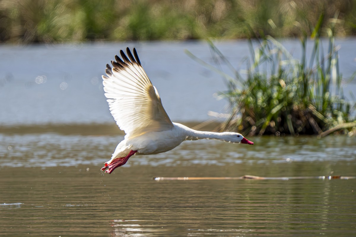 Coscoroba Swan - ML643457795