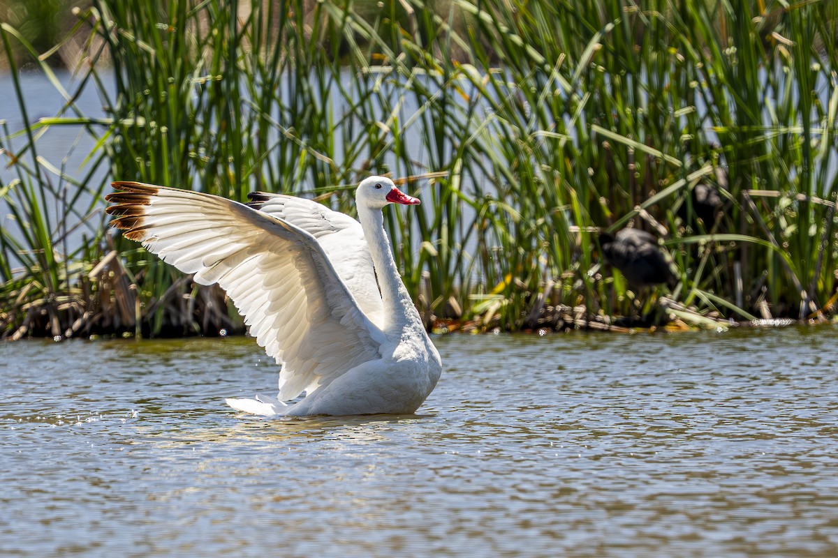 Coscoroba Swan - ML643457796