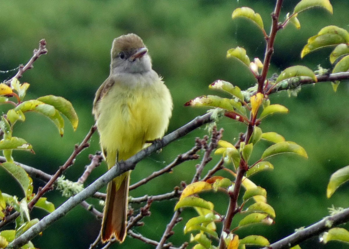 Great Crested Flycatcher - ML643457815