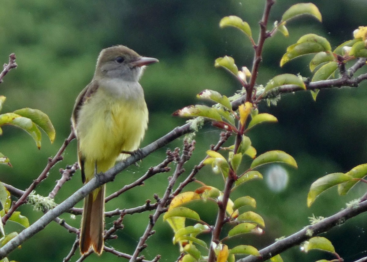 Great Crested Flycatcher - ML643457816