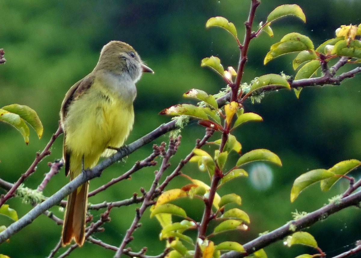 Great Crested Flycatcher - ML643457818