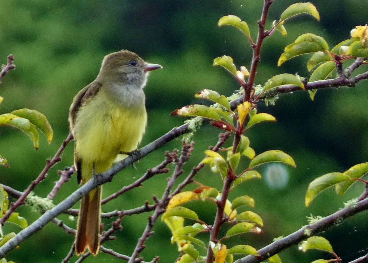 Great Crested Flycatcher - ML643457819