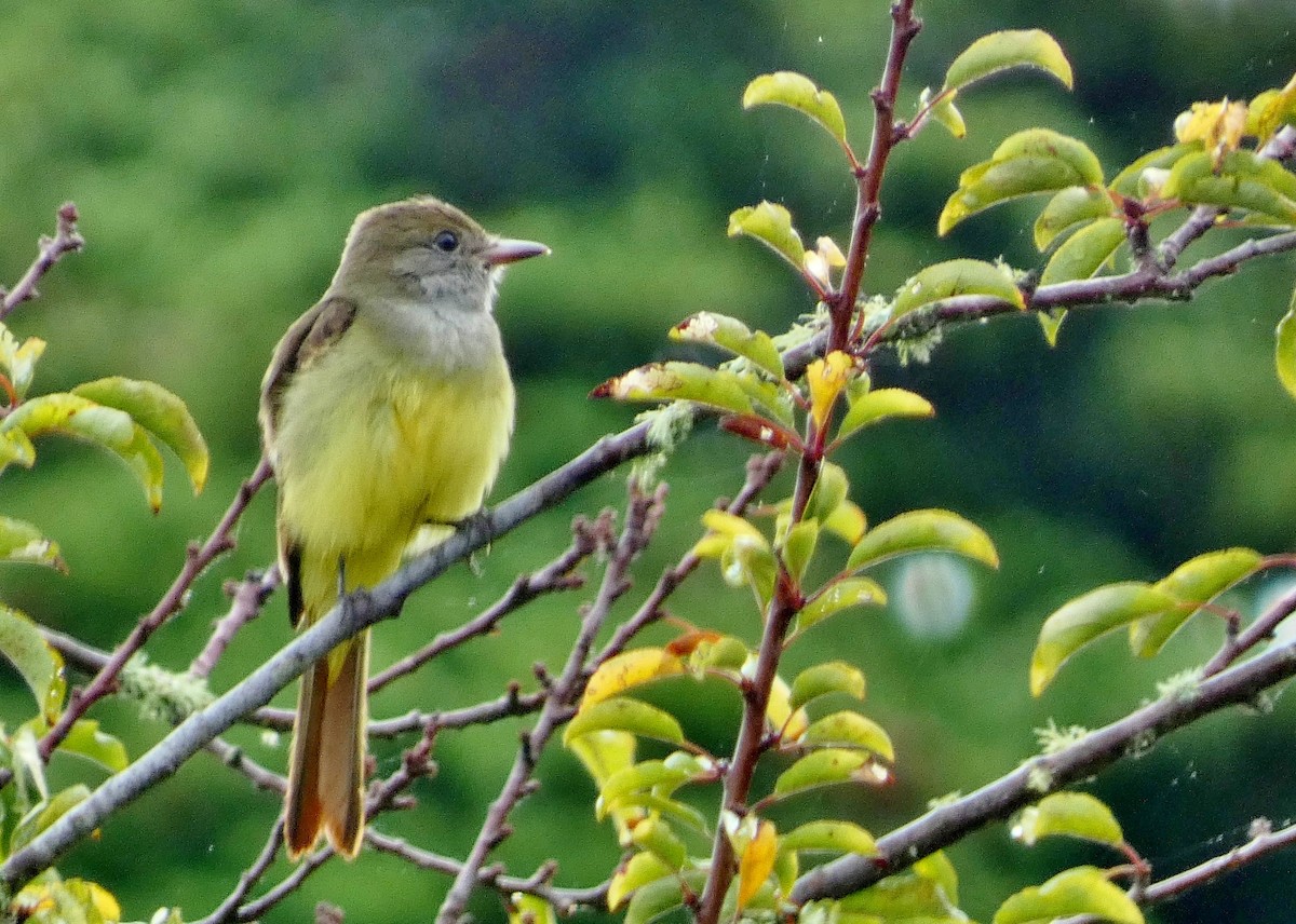 Great Crested Flycatcher - ML643457820