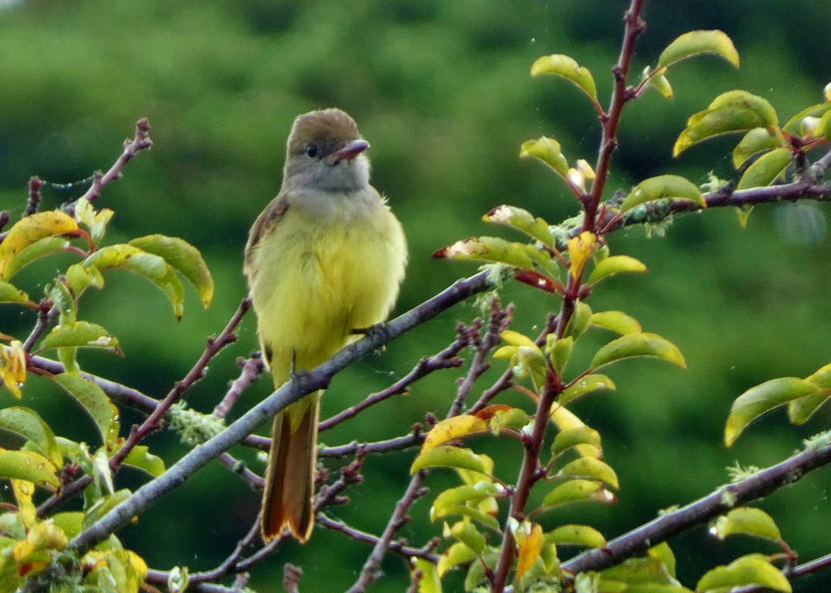 Great Crested Flycatcher - ML643457821