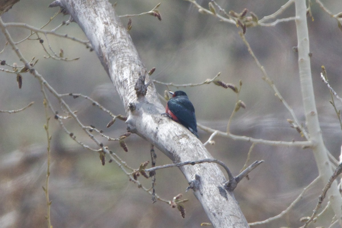 Lewis's Woodpecker - ML643457823