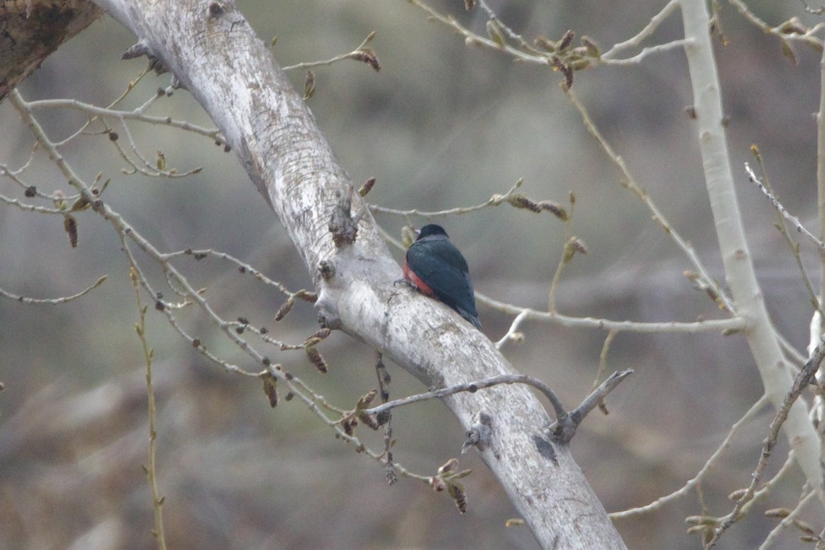 Lewis's Woodpecker - ML643457824