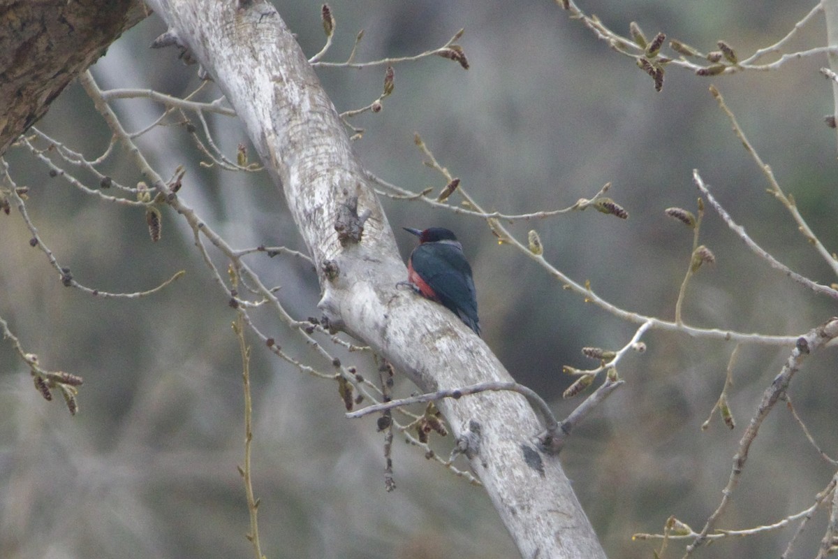 Lewis's Woodpecker - ML643457825