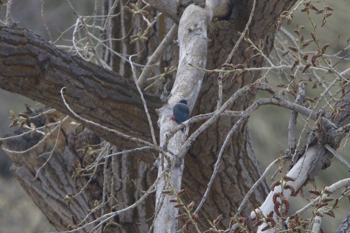 Lewis's Woodpecker - ML643457826
