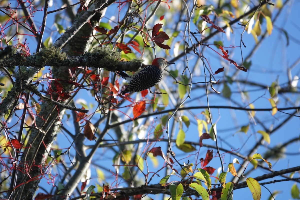 Red-bellied Woodpecker - ML643457840