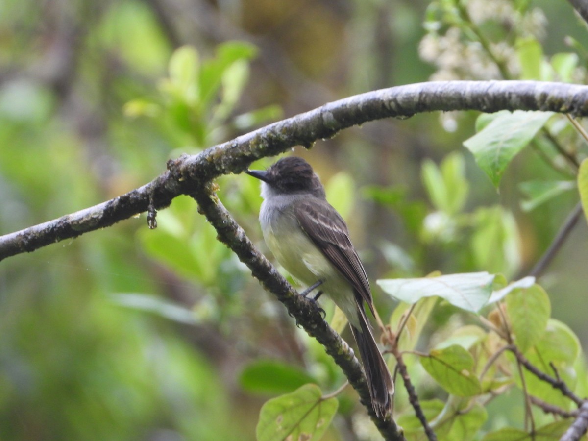 Dusky-capped Flycatcher - ML643457841