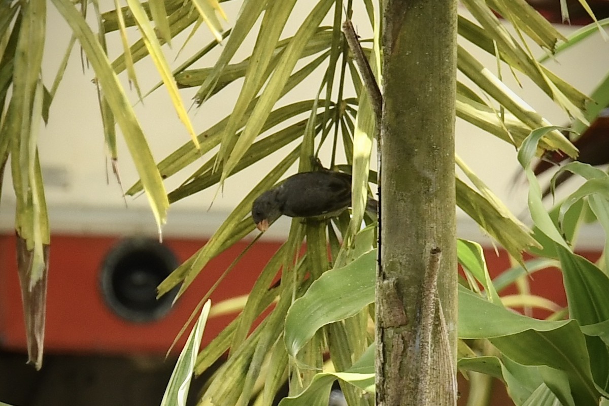 Gray Seedeater - ML643457850