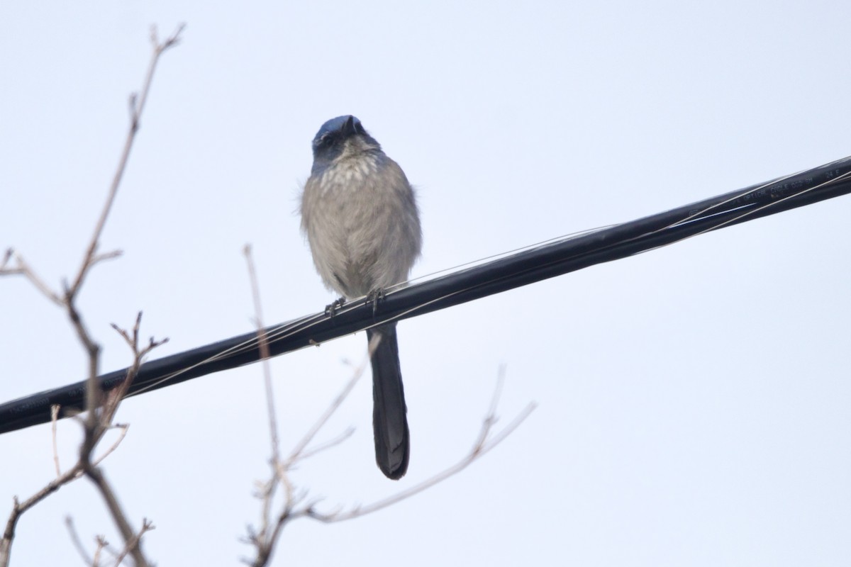 Woodhouse's Scrub-Jay - ML643457856