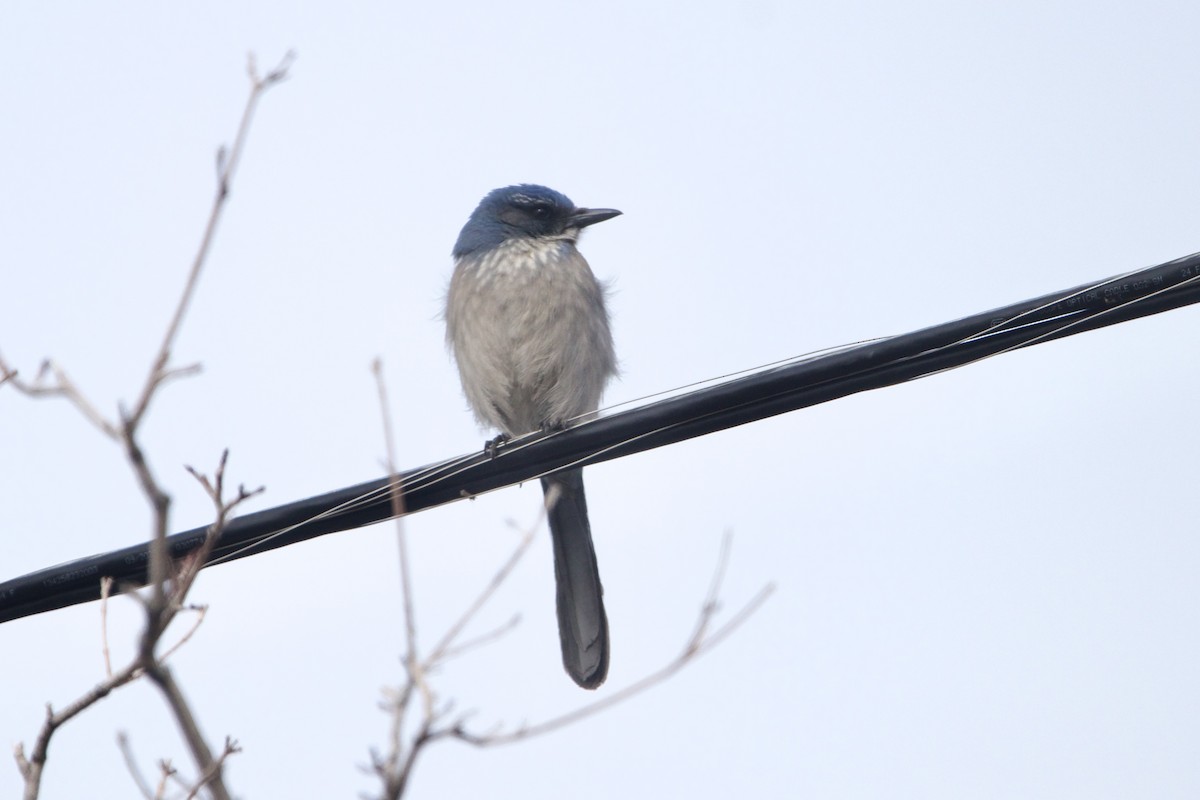 Woodhouse's Scrub-Jay - ML643457857