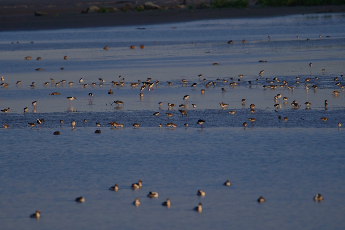Black-necked Stilt - ML643457858