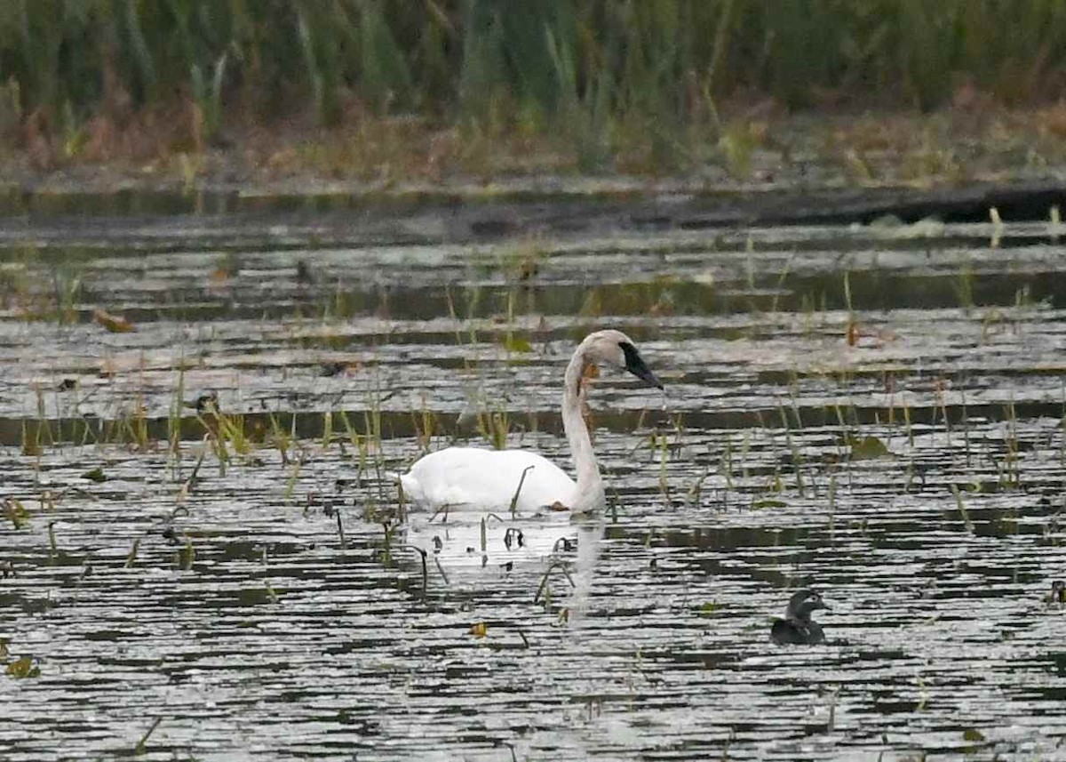 Trumpeter Swan - ML643457859