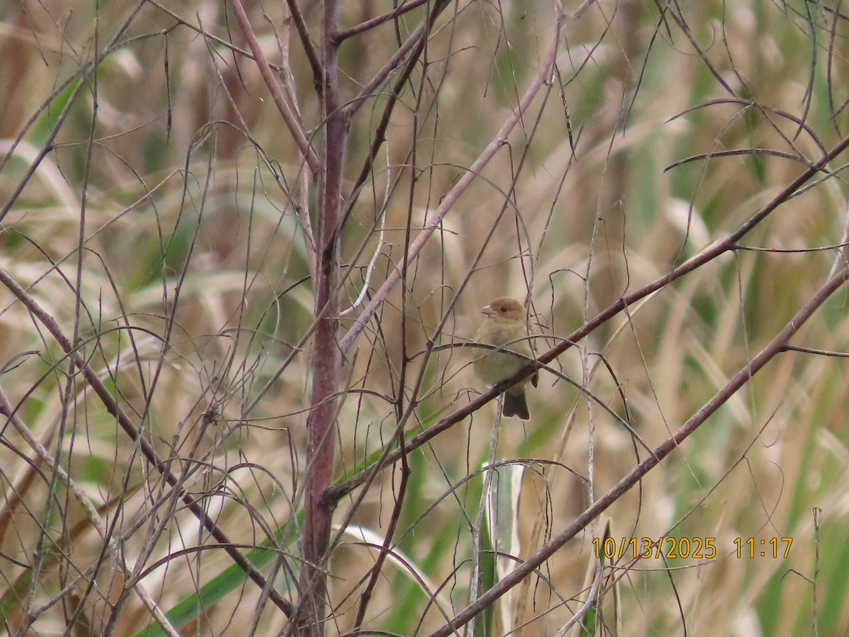 Indigo Bunting - ML643457868