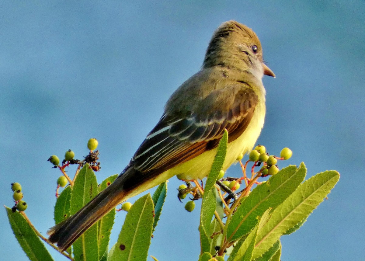 Great Crested Flycatcher - ML643457871