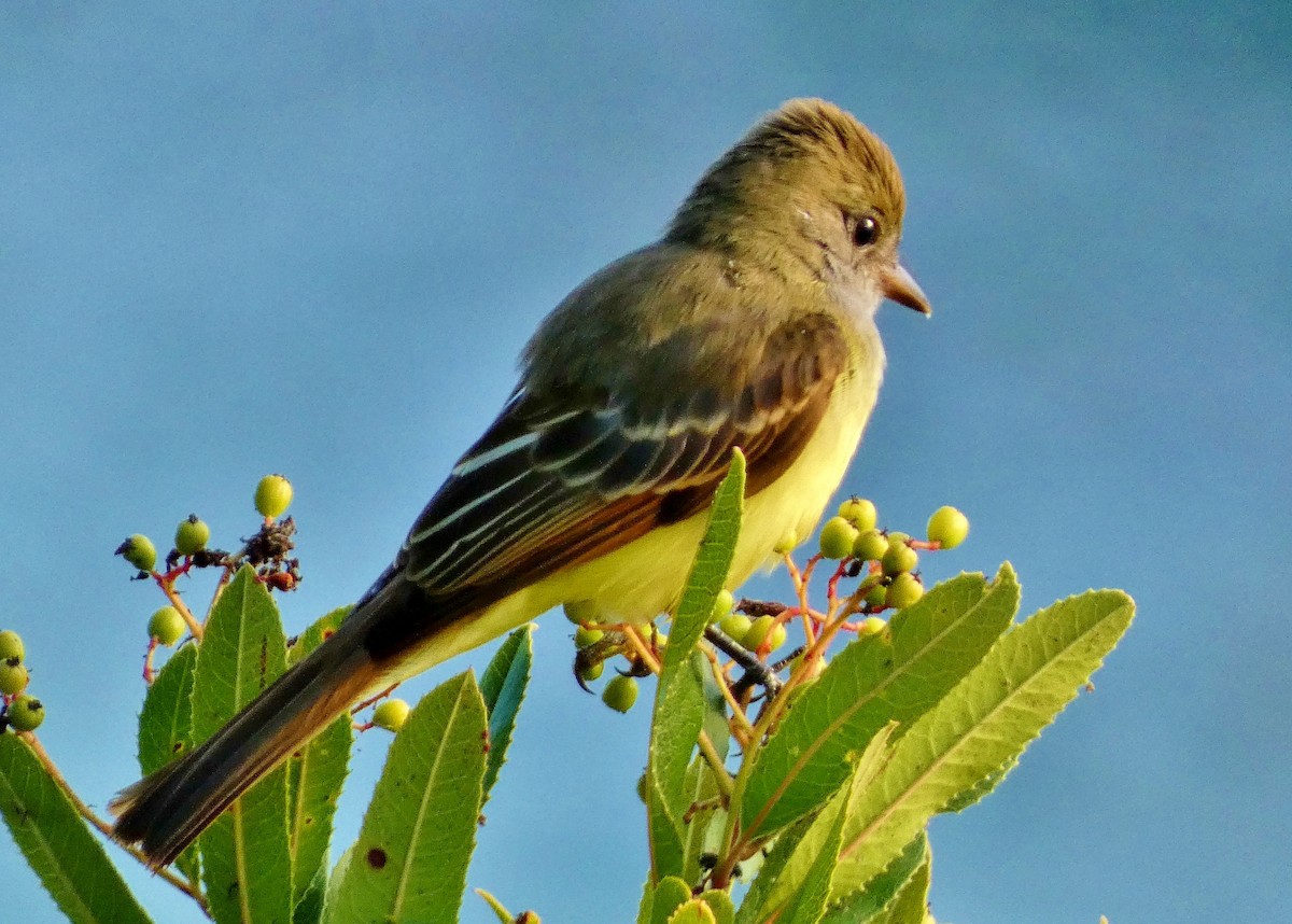 Great Crested Flycatcher - ML643457872
