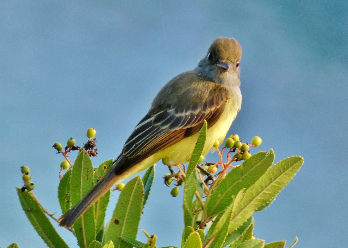 Great Crested Flycatcher - ML643457873