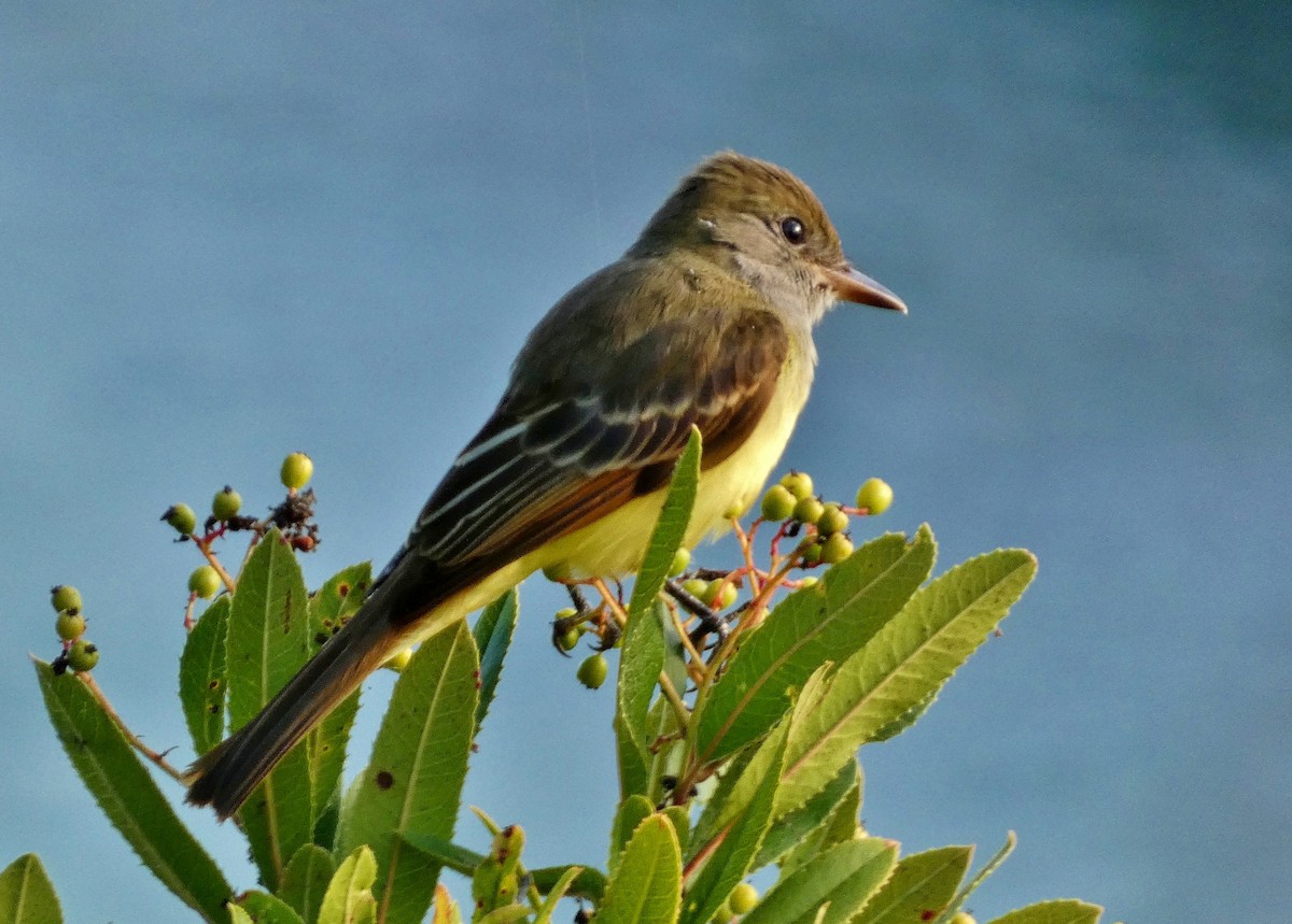 Great Crested Flycatcher - ML643457874