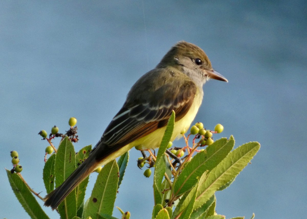 Great Crested Flycatcher - ML643457875