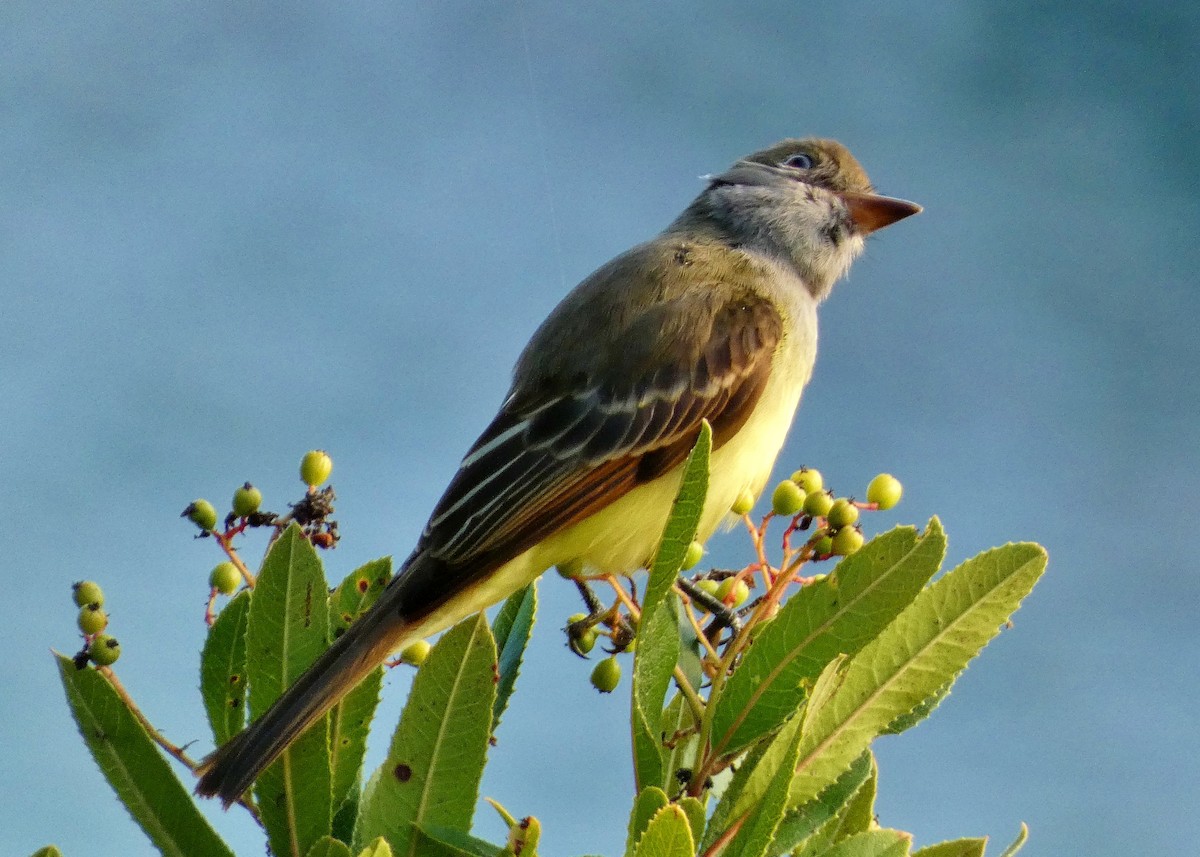 Great Crested Flycatcher - ML643457876