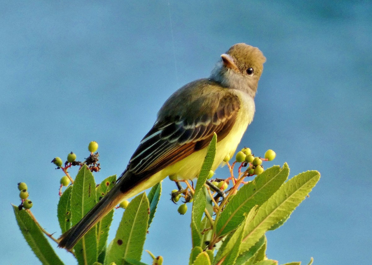 Great Crested Flycatcher - ML643457877