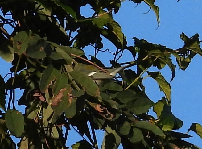 Northern Parula - ML643457881