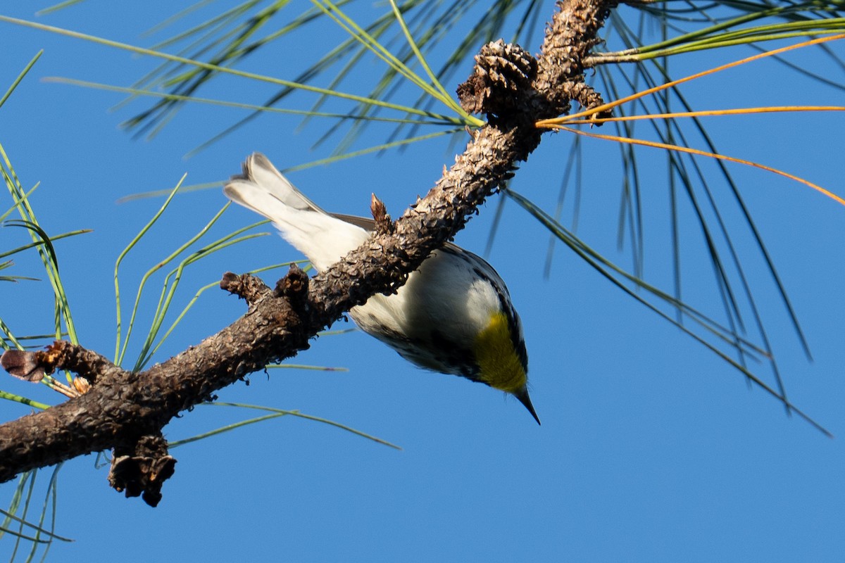 Goldkehl-Waldsänger - ML643457887