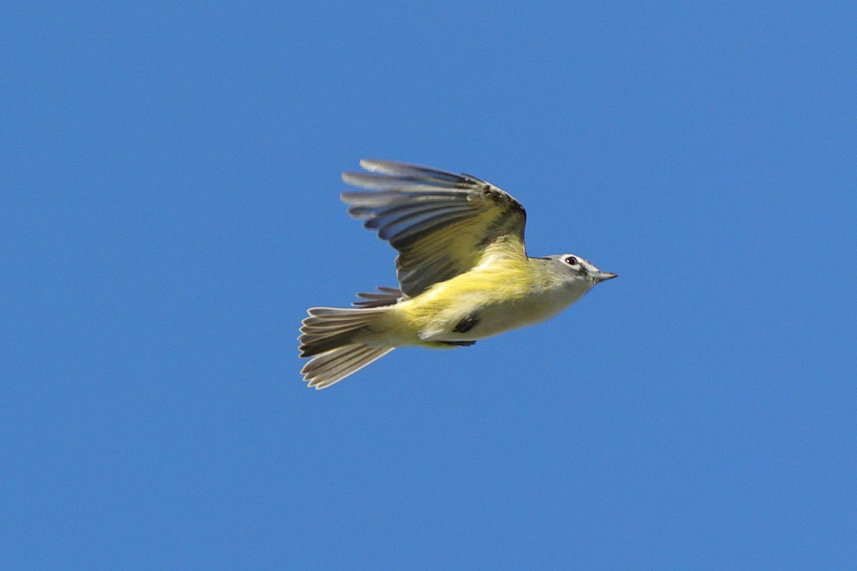 Blue-headed Vireo - ML643457905