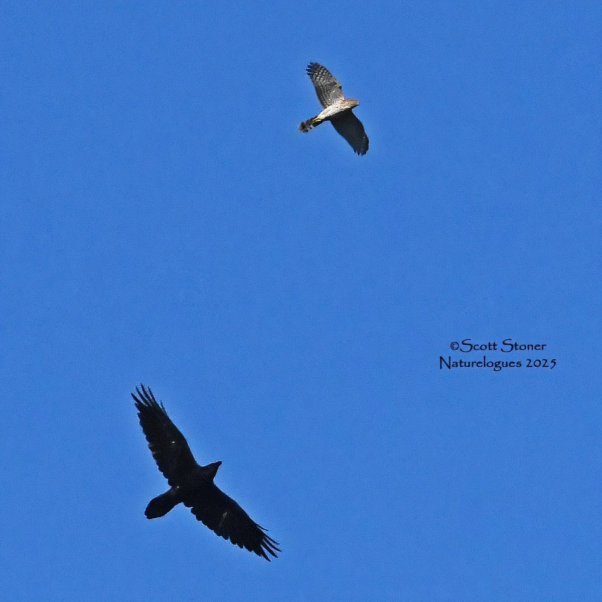 Common Raven - ML643457906