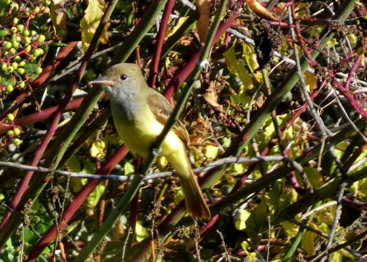 Great Crested Flycatcher - ML643457913