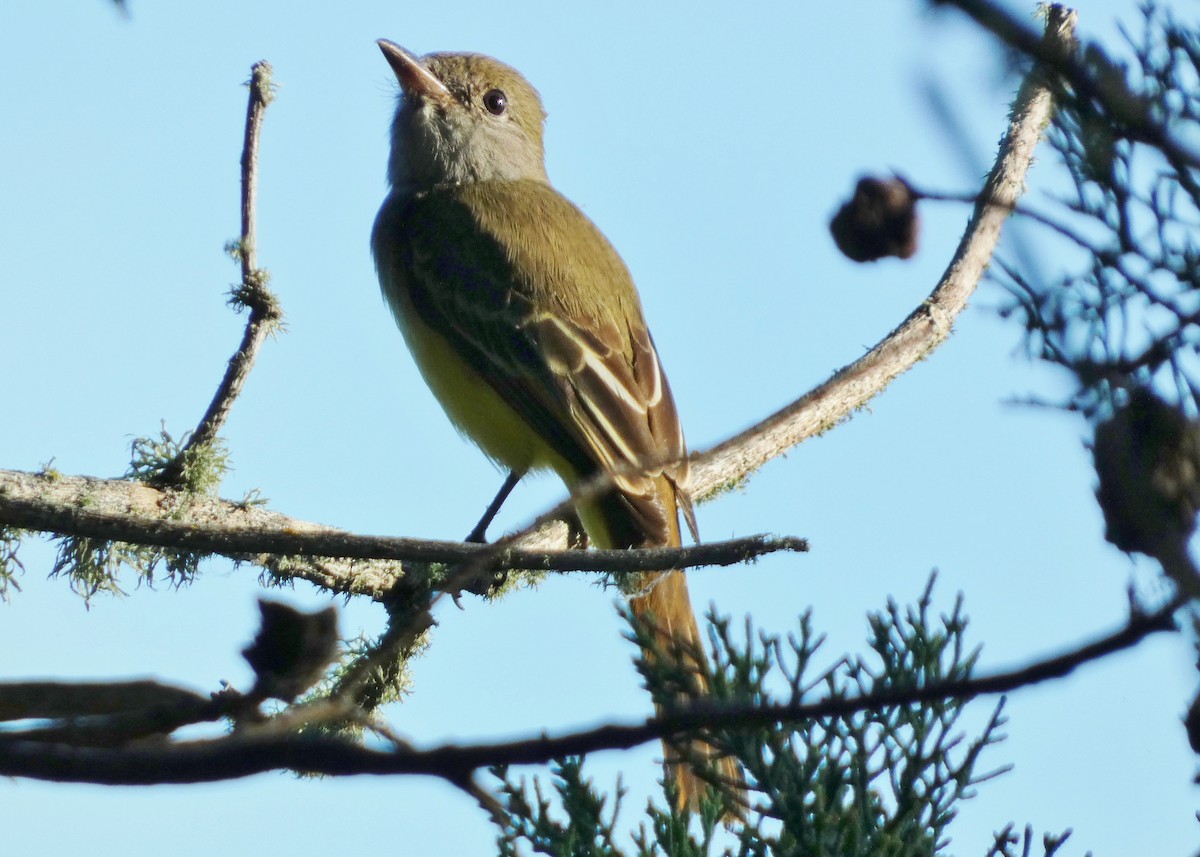 Great Crested Flycatcher - ML643457914