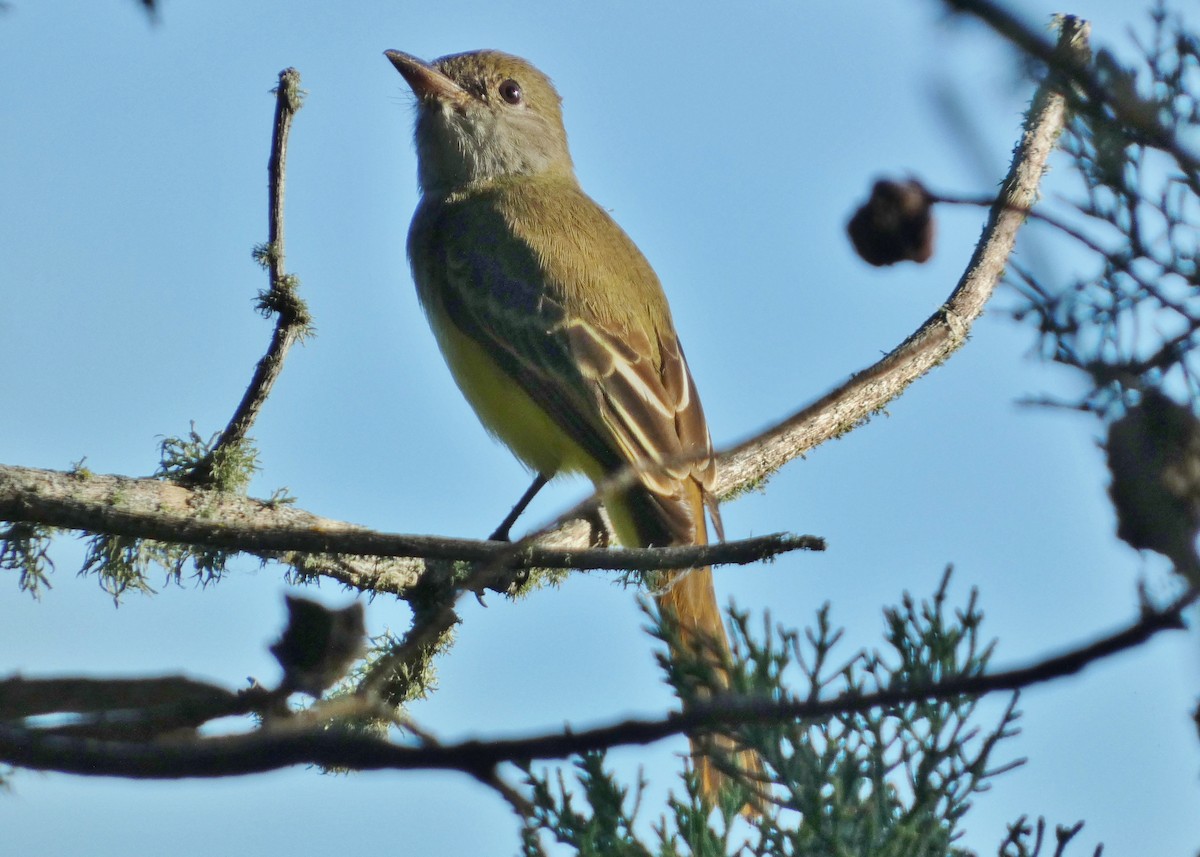 Great Crested Flycatcher - ML643457915