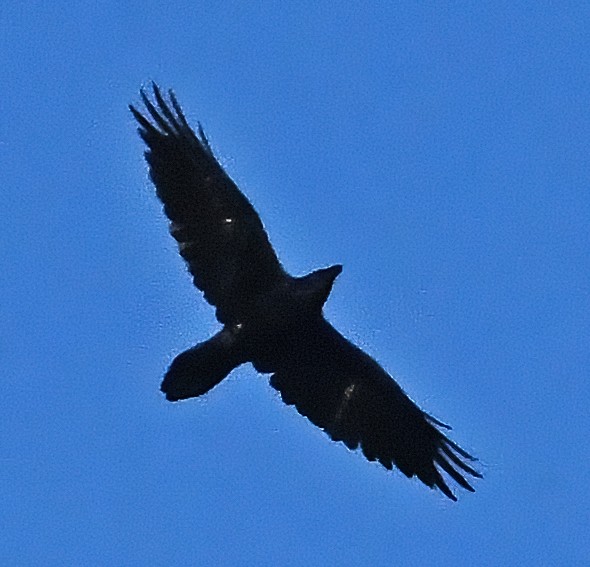 Common Raven - ML643457917
