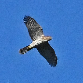 Cooper's Hawk - ML643457928