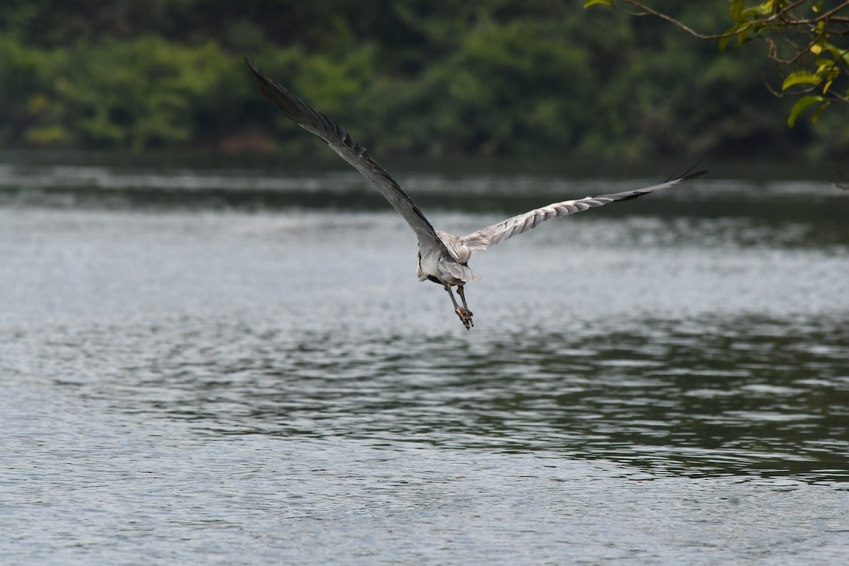 Cocoi Heron - ML643457930