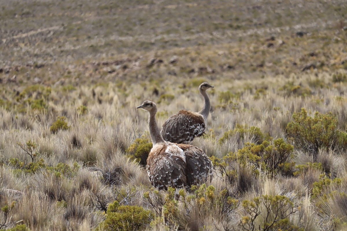 Lesser Rhea - ML643457936