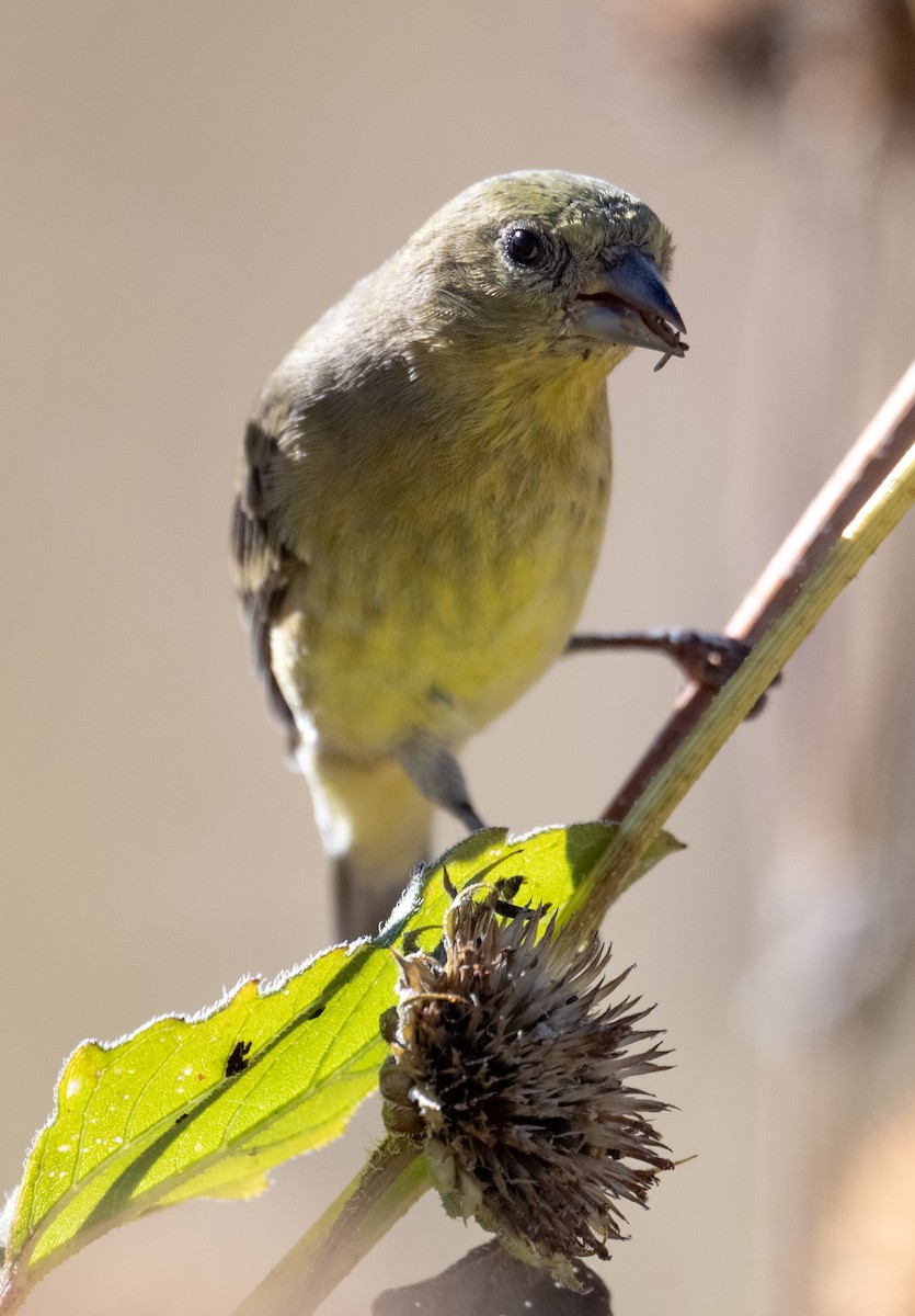Lesser Goldfinch - ML643457938