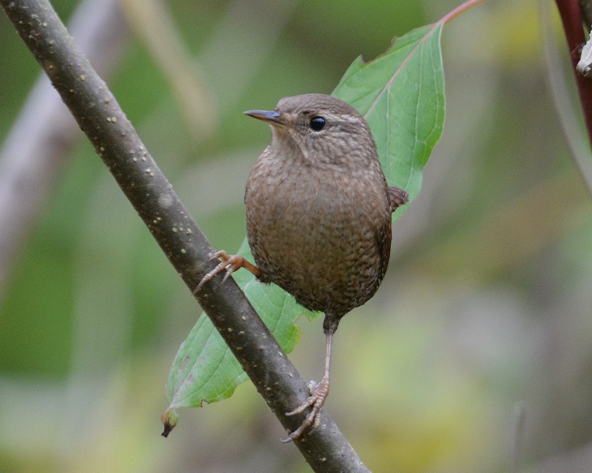 Winter Wren - ML643457957