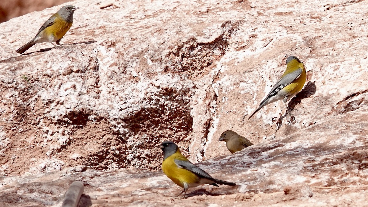 Gray-hooded Sierra Finch - ML643457970
