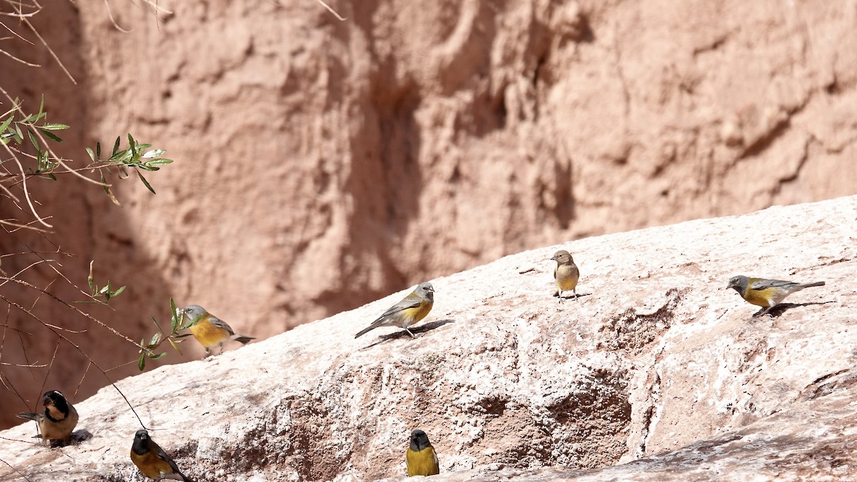 Gray-hooded Sierra Finch - ML643457971
