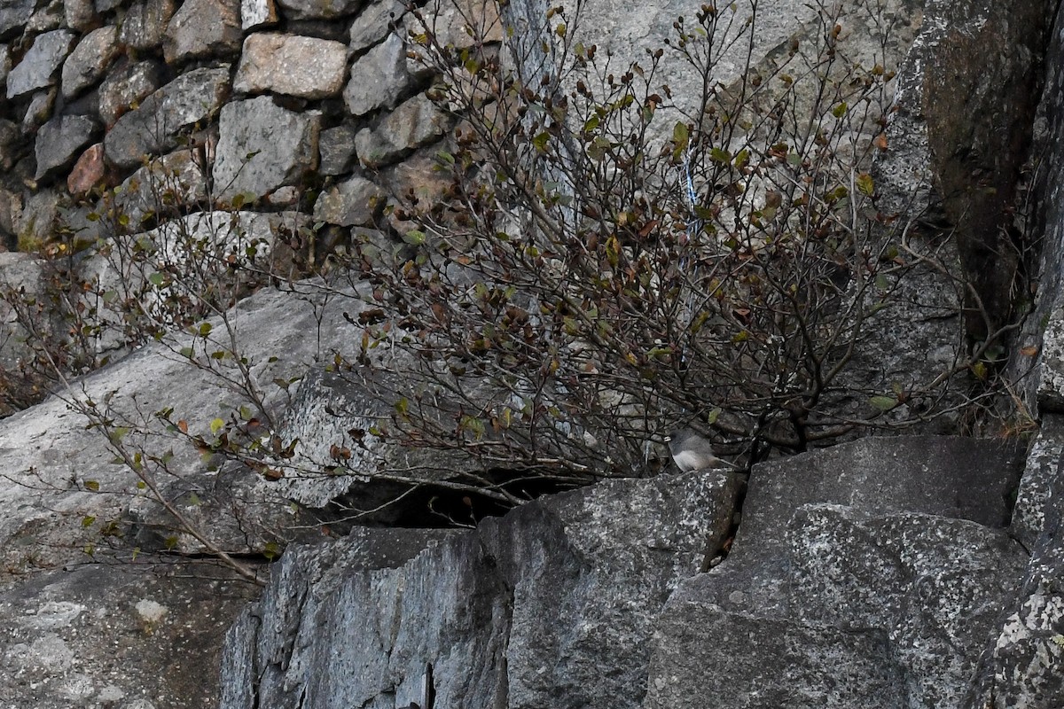 Dark-eyed Junco (Slate-colored) - ML643457972