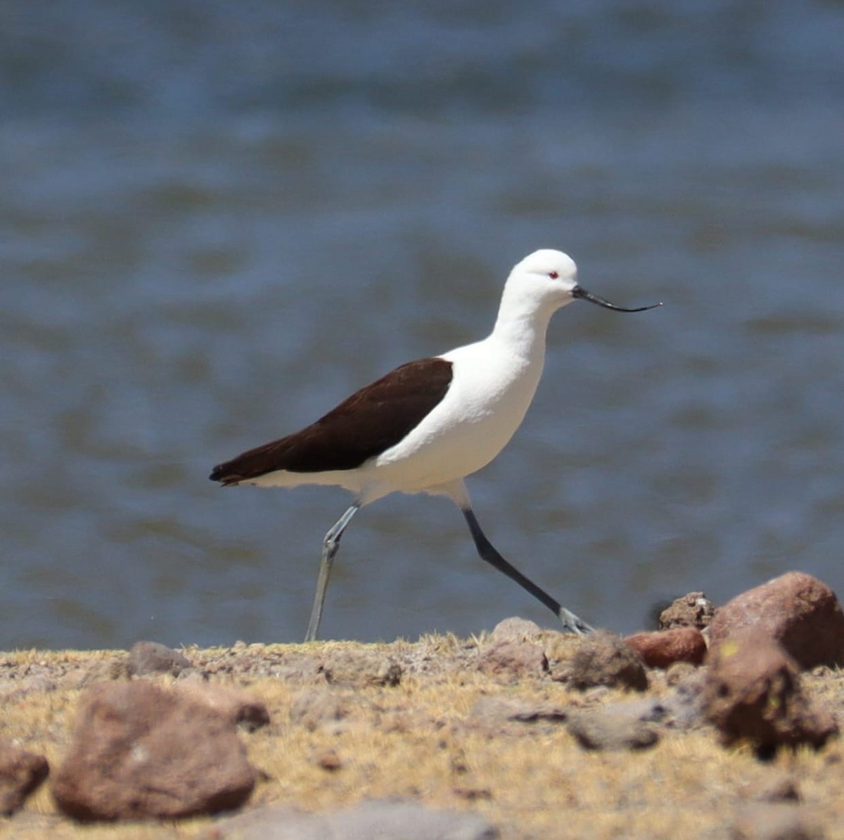 Чоботар гірський - ML643457973