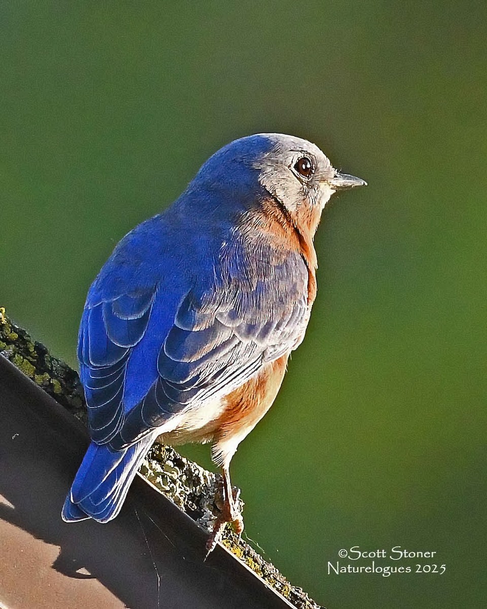Eastern Bluebird - ML643457989