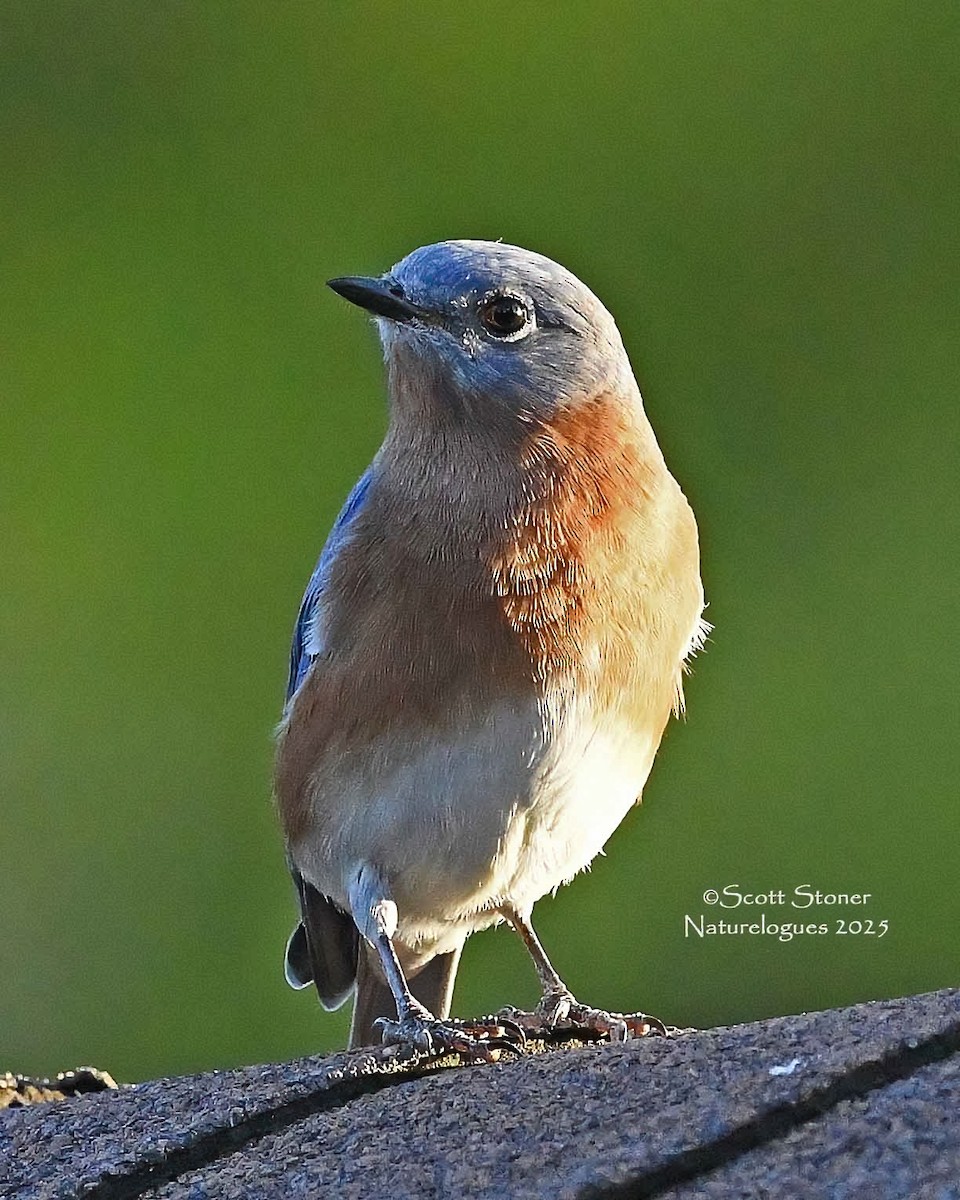 Eastern Bluebird - ML643457990
