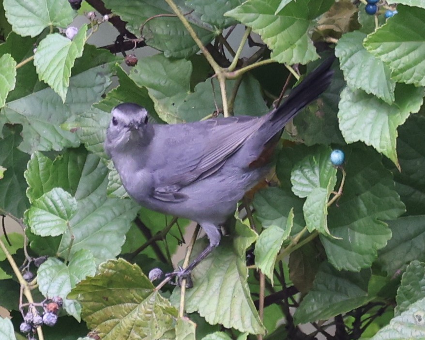 Gray Catbird - ML643458003